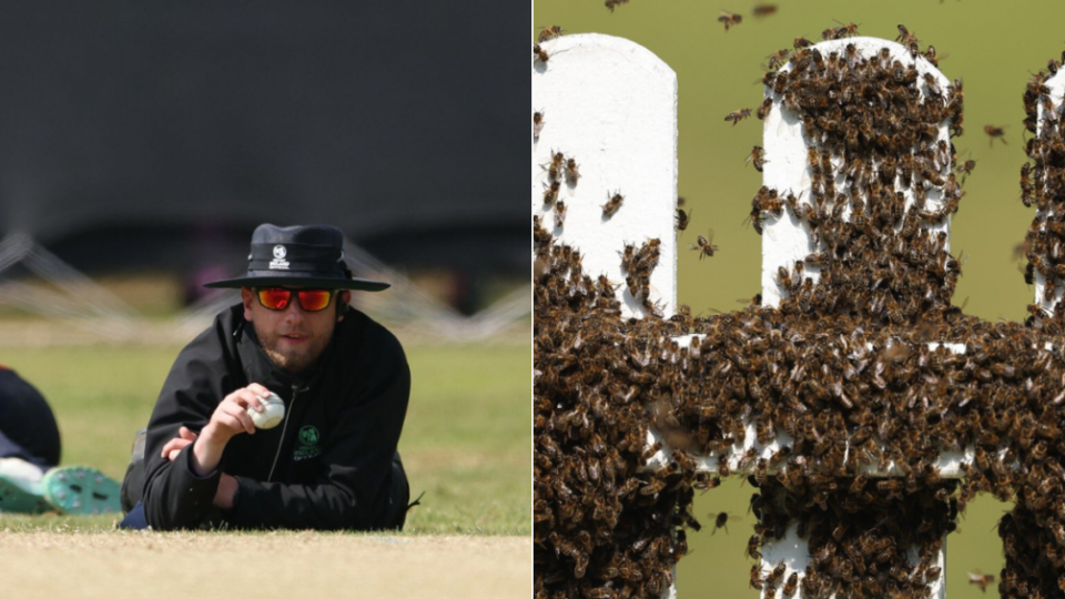 Cricket Ireland forced to call out beekeeper after unexpected swarm delays domestic clash
